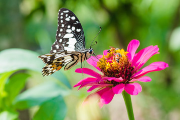 Naklejka na ściany i meble Butterfly and Beautiful flower in park .