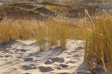 Naklejka premium A beautiful landscape of dunes on the coastline of Baltic sea