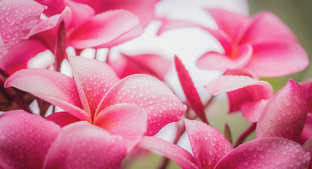 Fototapeta premium Pink plumeria on the plumeria tree, frangipani tropical flowers