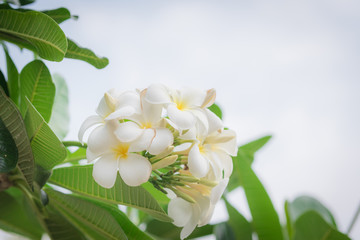 Obraz na płótnie Canvas white frangipani tropical flower, plumeria flower blooming on tr