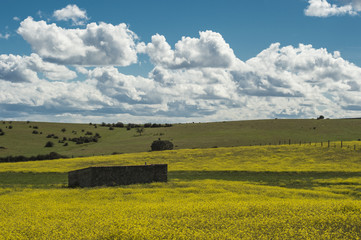 Campo en primavera