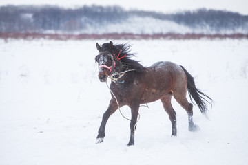 Fototapeta na wymiar Horse running on snow