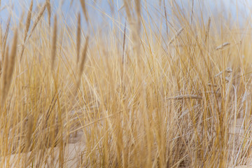A beautiful landscape of dunes on the coastline of Baltic sea