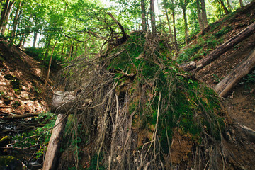The roots of the tree in the mountain forest