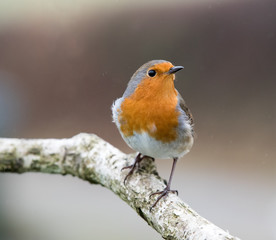 Robin on a perch against natural background