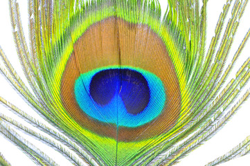 Peacock feather close up