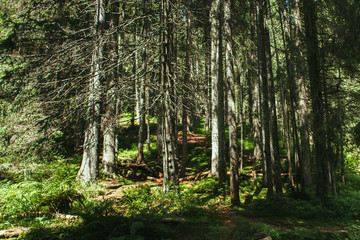 Mountain forest in Carpathians
