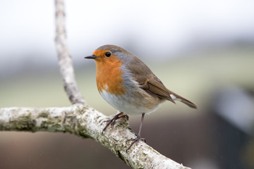 European robin stood on branch looking at camera