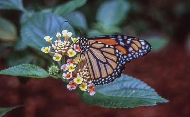 Plakat papillon sur une fleur
