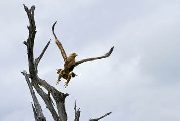 Tawny Eagle