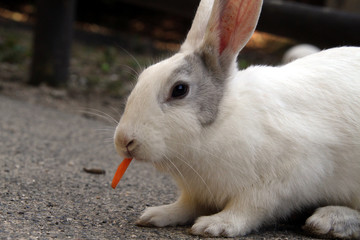 穴ウサギ