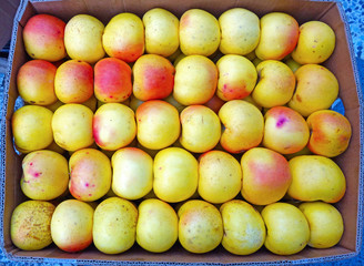 Red-yellow apples in carton  box