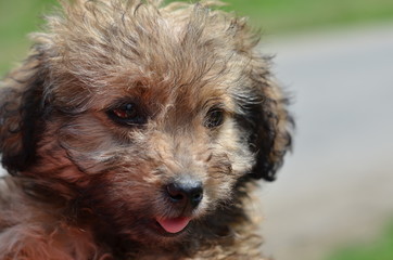 un pequeño  perrito sin hogar 