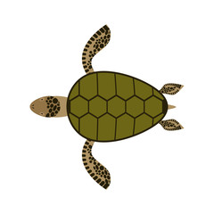 Sea turtle isolated. Water reptile on white background