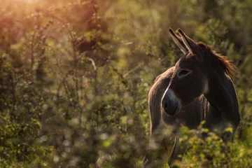 Foto auf Acrylglas Esel Esel im hohen Gras