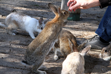 穴ウサギ