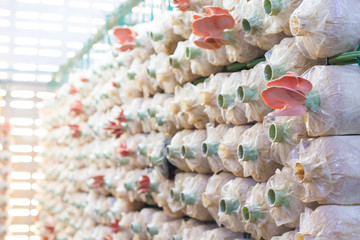 Mushroom cultivation farm