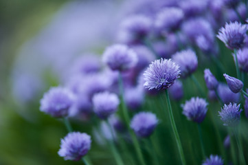 цветущий лук