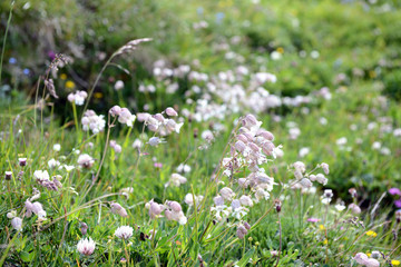 Fototapeta premium Bladder Campion (Silene vulgaris)