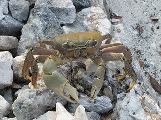 Landcrab