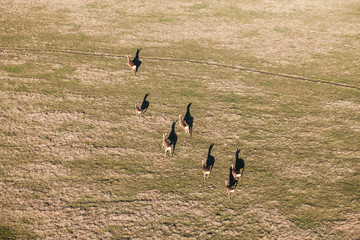deers running on the field on winter time