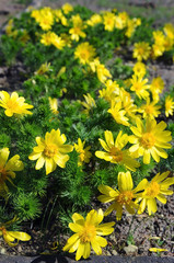 adonis flower(Adonis vernalis)