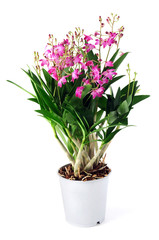 Fototapeta na wymiar Dendrobium Berry Oda orchid on white isolated background