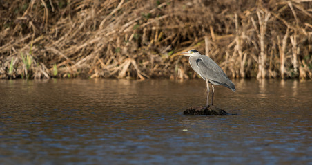Grey Heron, Heron, Ardea cinerea
