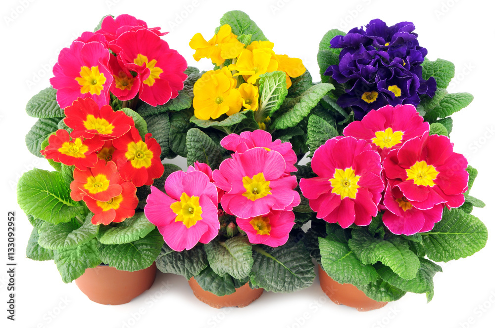 Wall mural group of primula flowers on a tray box