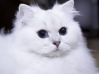 Close up of white British long hair with blue eye