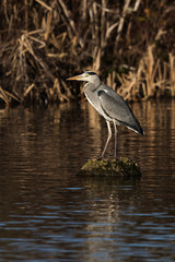 Grey Heron, Heron, Ardea cinerea