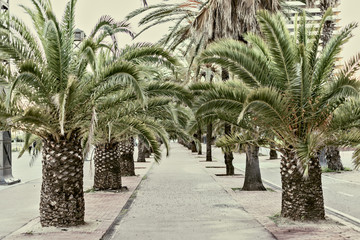 Fototapeta na wymiar Palm tree alley in Barcelona, Spain Vintage style photo