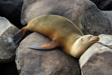 Sleepy Sea Lion