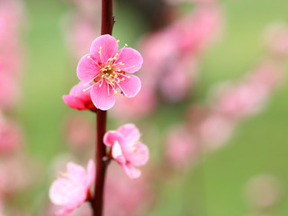 ウメ　ピンクの花