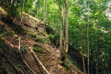 Mountain forest in Carpathians