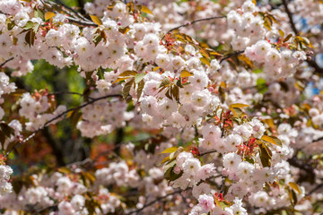八重桜