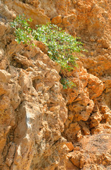 Limestone background close up.
