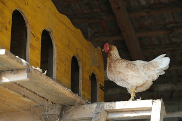 White chicken hen that is pecking on the ground. Close up, concept farming poultry. Natural old way of keeping livestock. © davor