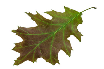 Oak leaf