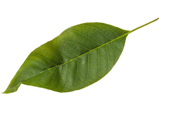 Fototapeta na wymiar walnut leaf