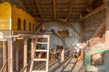 Flock of beautiful colorful roosters and hens feeding with corns in the hen house at sunny day, chickens around, close up. One rooster raised his head and looking at the camera © davor