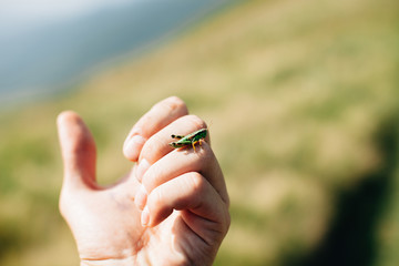 Grasshopper on hand