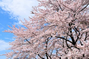Crédence de cuisine en verre imprimé Fleur de cerisier 河口湖の桜