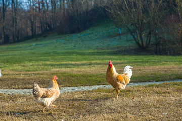 Brown and white rooster with a red crest standing in the nature. Big, colorful rooster. Year of the rooster, the symbol of 2017.