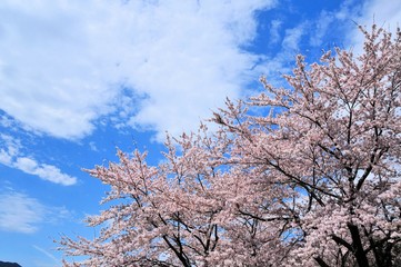 河口湖の桜
