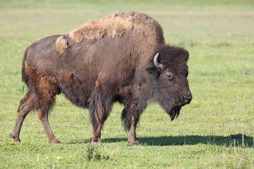 Bison
