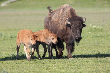Bison