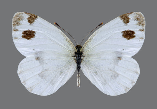Butterfly Pieris devta on a gray background