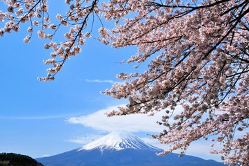 富士山と桜