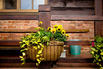 Fototapeta na wymiar Potted plants on the balcony
